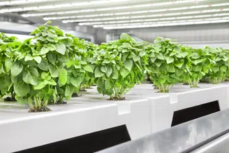 Вертикалните градини на Infarm вече са оценени на 1 млрд. долара