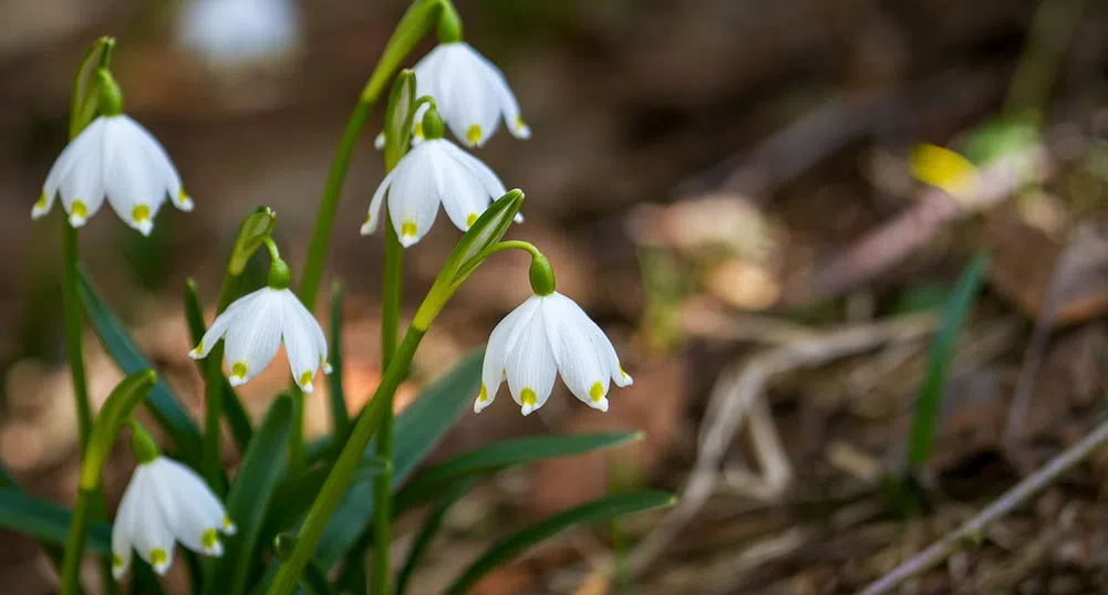 Жълт код за силен вятър в цялата страна