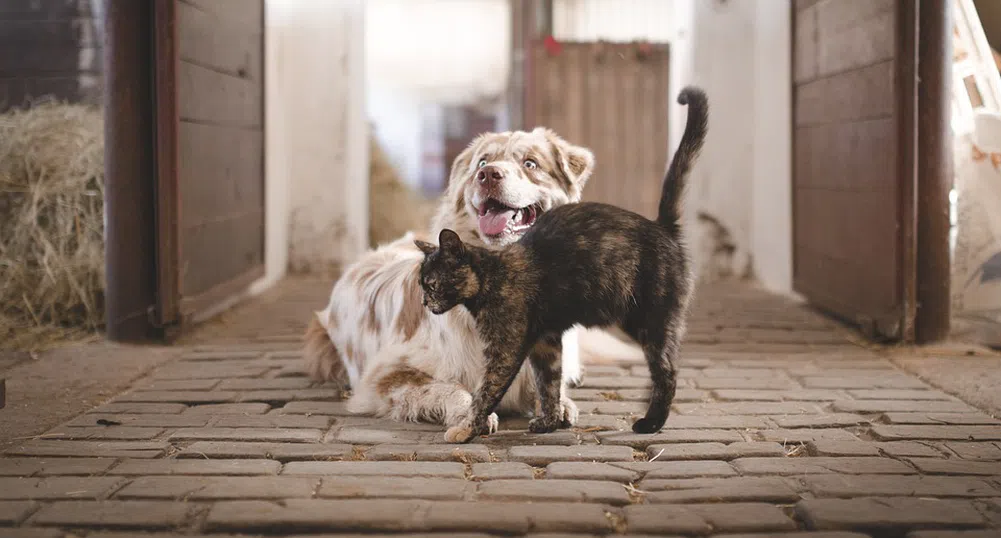 COVID-19 се среща често при котки и кучета домашни любимци