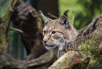 Критично застрашени рисове се родиха в Софийския зоопарк