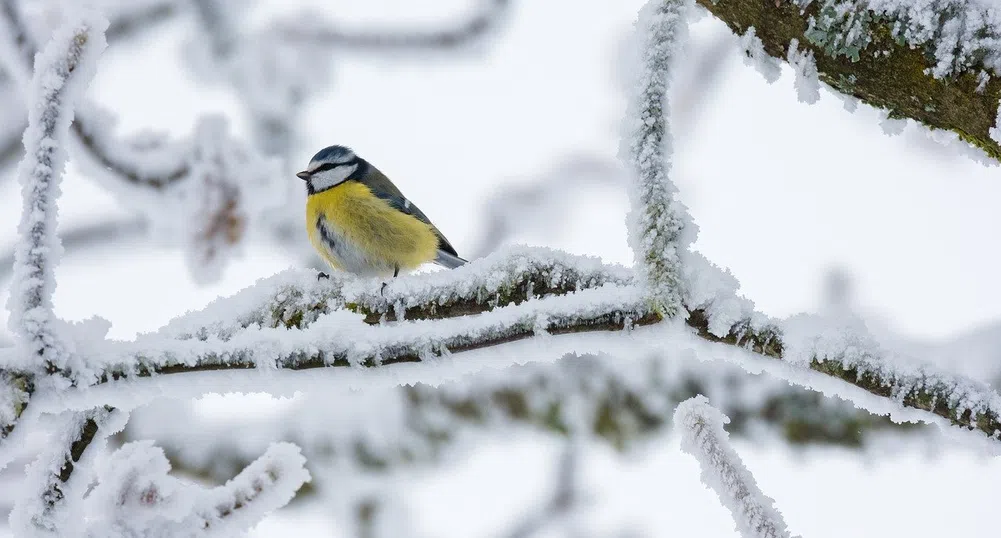 Арктически студ сковава страната