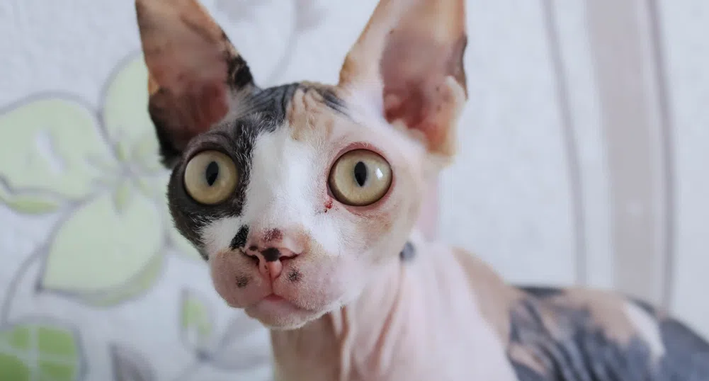 Жена се опита да накърми котката си по време на полет