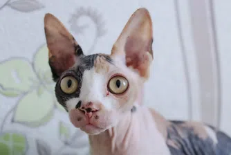 Жена се опита да накърми котката си по време на полет