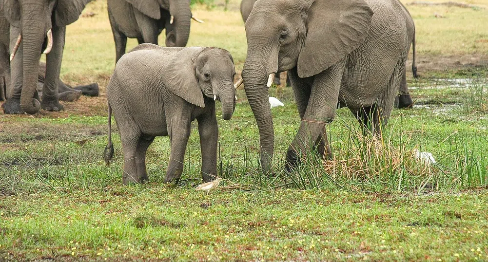 Стотици слонове умряха в Ботсвана