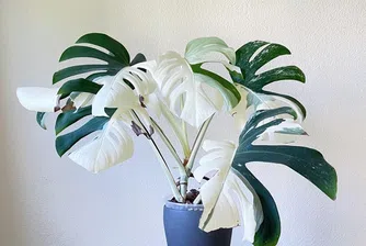 Най-скъпите домашни растения