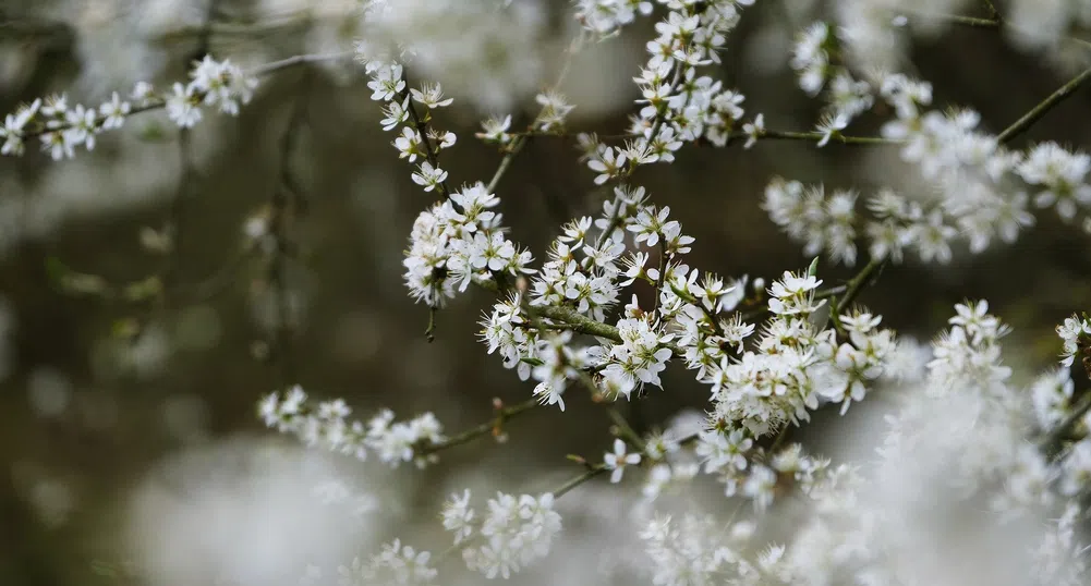 Днес настъпва астрономическата пролет