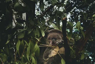 Австралия обяви коалите за застрашен вид