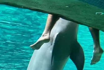 Най-лошите снимки на дива природа, правени някога