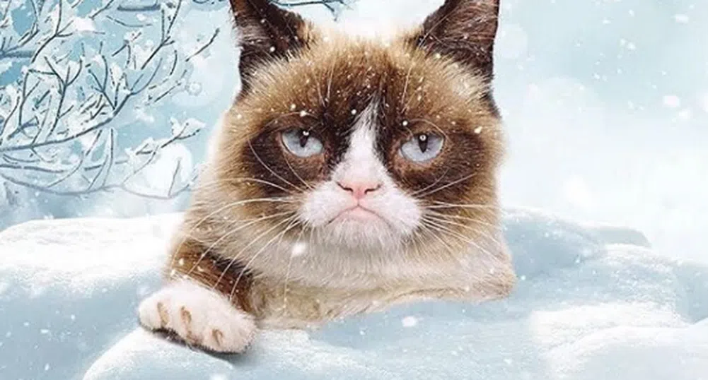 Котка спечели 700 хил. долара, въпреки това не се усмихна