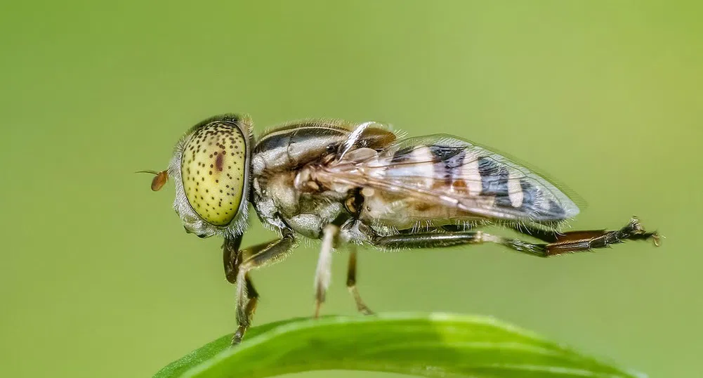 Французин взриви дома си, гонейки муха