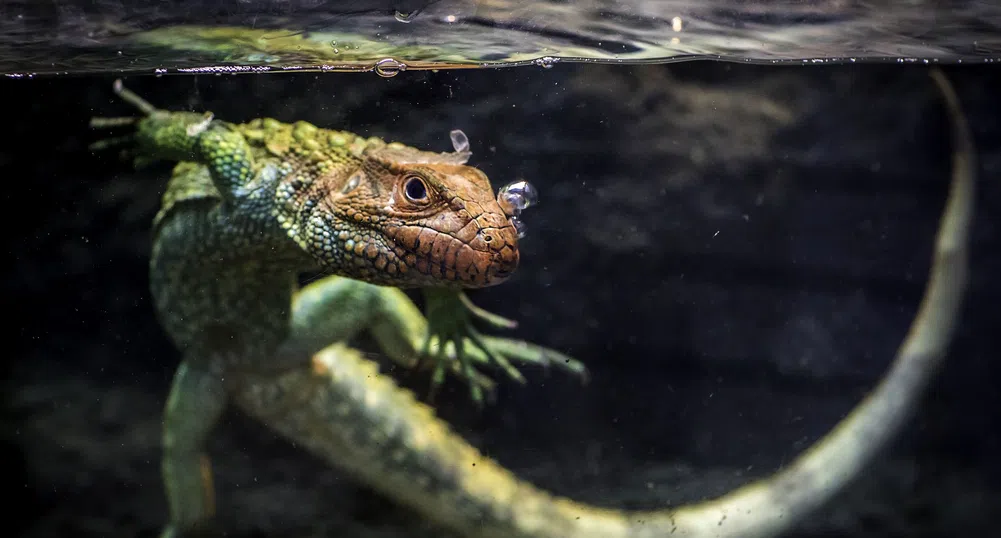 Едно от всеки пет влечуги е застрашено от изчезване