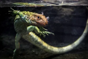 Едно от всеки пет влечуги е застрашено от изчезване