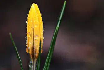 Температурите тръгват нагоре, през уикенда ни очаква истинска пролет