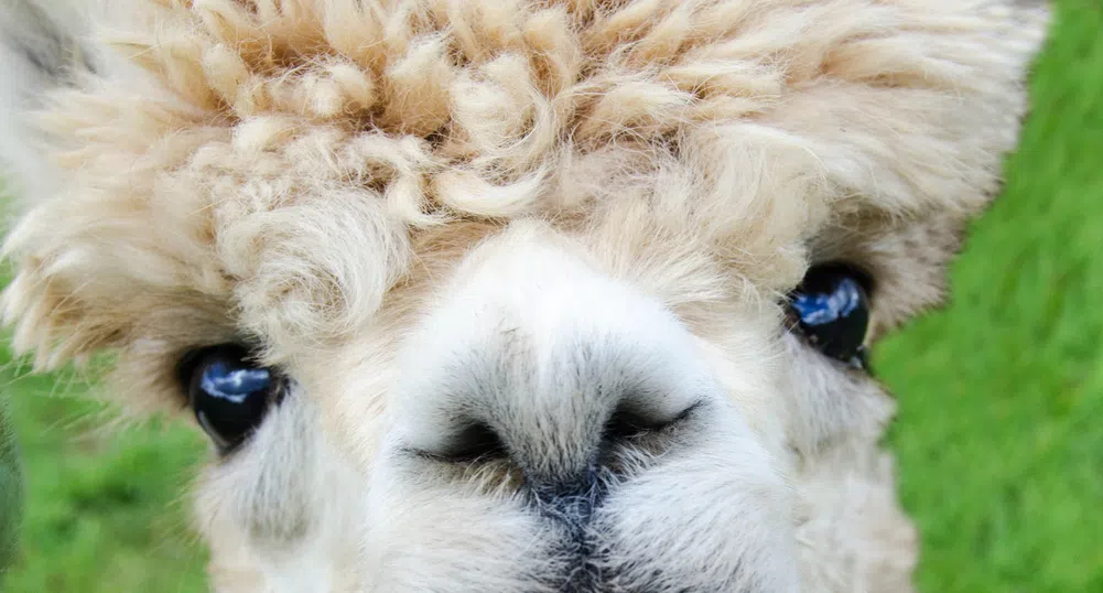 Търсят се имена за три пухкави алпаки (видео)