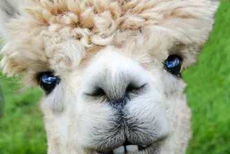 Търсят се имена за три пухкави алпаки (видео)