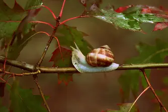 Дъжд и гръмотевици в неделя