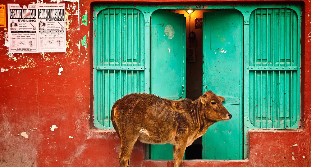 Най-малката крава в света е висока едва 50 см (снимки)