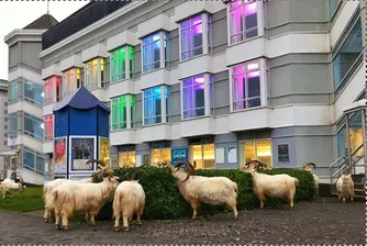 Диви кози завладяха улици на курорт в Уелс и се наредиха на опашка пред мол