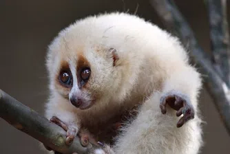 Това животно изглежда като плюшена играчка, но може да ви убие