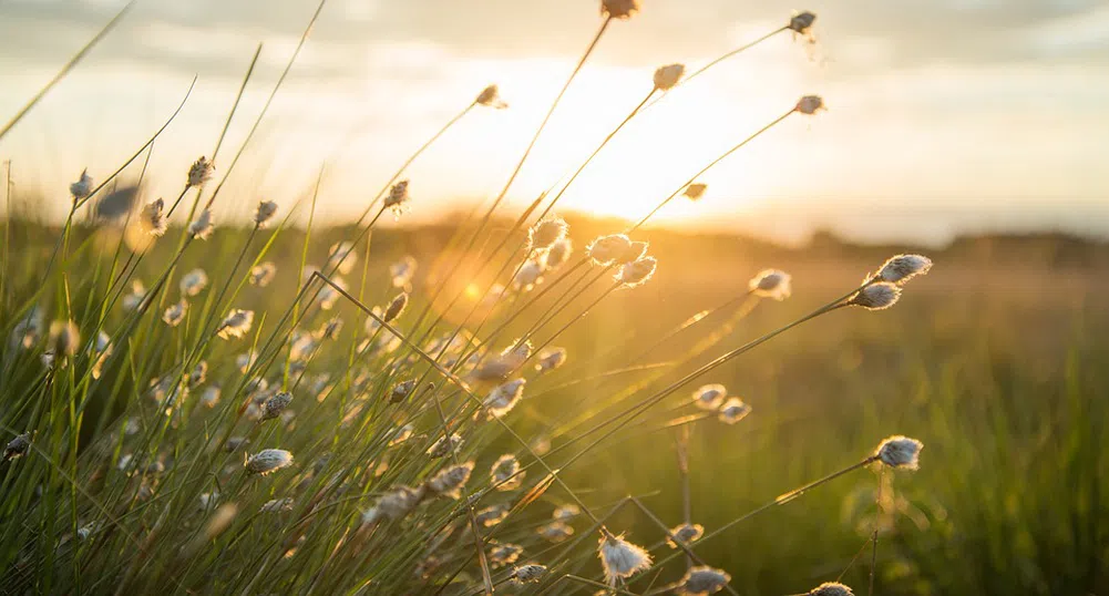 Отново опасен вятър в шест области у нас