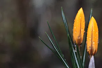 Пролет или зима ни очаква през февруари?