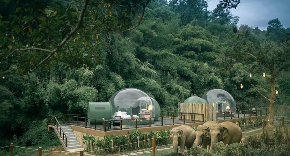 В този курорт гостите спят в прозрачни балони сред слонове