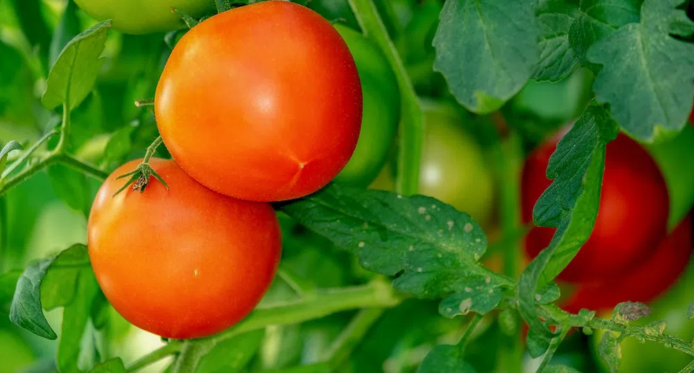 Защитаваме розовия домат  пред ЕС