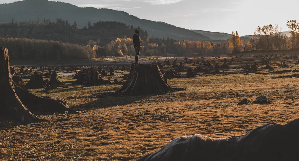 Как ЕС превръща обезлесяването от екологичен във финансов риск