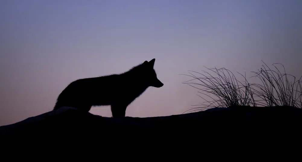 Домашното куче на семейство от Перу се оказа лисица