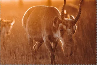 Един от най-застрашените животински видове се завръща в дивата природа