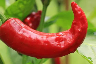 Кои храни помагат при COVID-19?