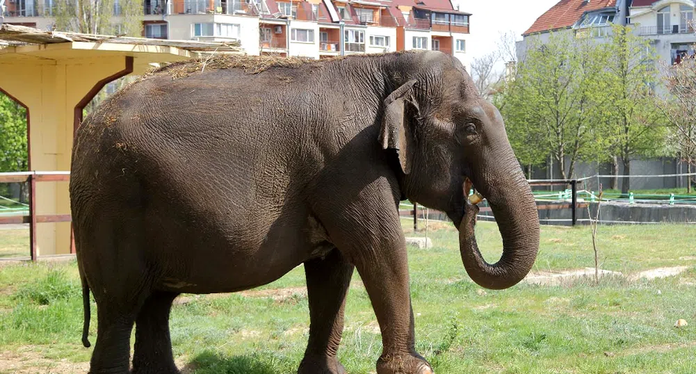 Почина най-възрастното животно в Софийския зоопарк