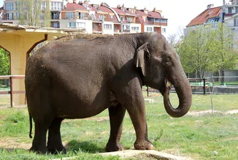 Почина най-възрастното животно в Софийския зоопарк