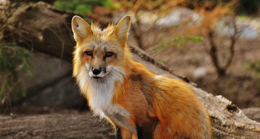 Лисицата, която краде обувки