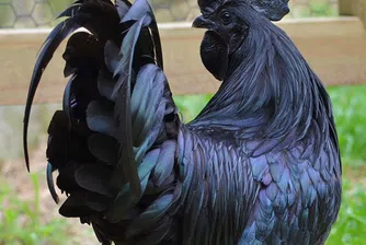 Аям Семани - птицата с черна кръв, която гарантира богатство