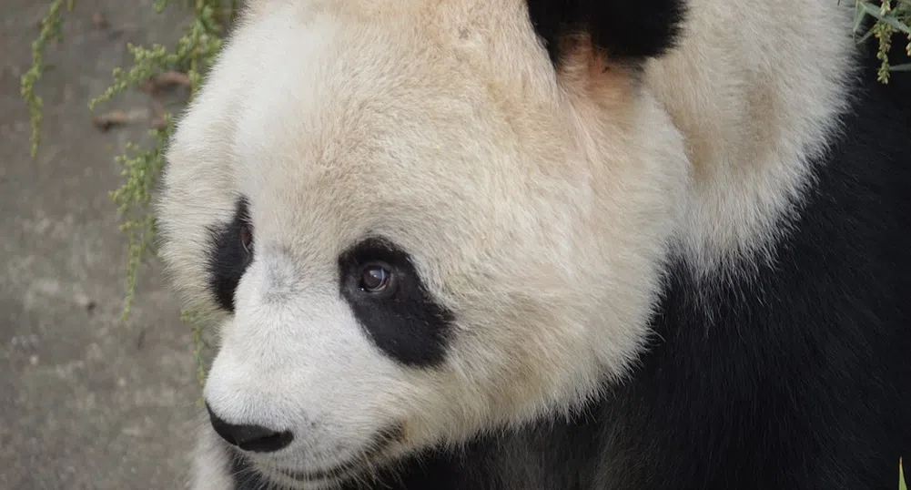 Почина най-възрастната мъжка гигантска панда
