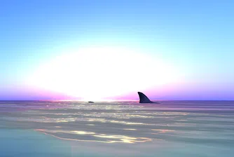 Бялата акула, която има собствен акаунт в Twitter