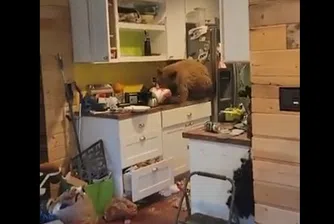 Мъж завари мече да хапва KFC в дома му