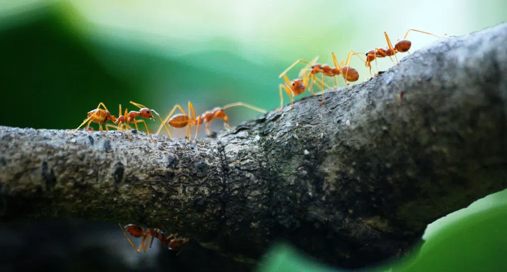 Колко мравки живеят на Земята? Поне 20 квадрилиона, твърдят учените