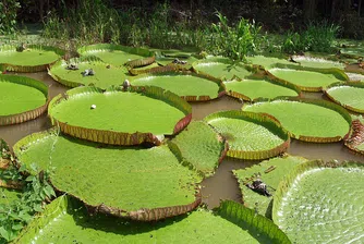 Откриха нов вид гигантска водна лилия с широки над 3 метра листа