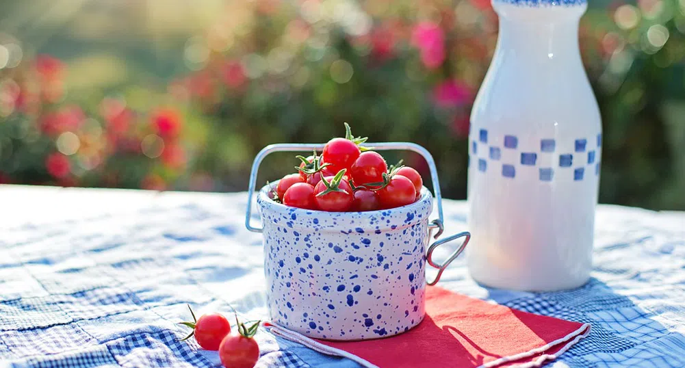 Рекорд: Набраха  839 чери домати от един корен