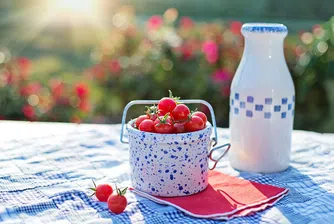 Рекорд: Набраха  839 чери домати от един корен