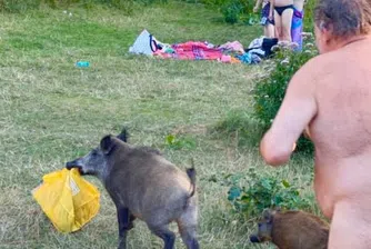 Диво прасе отмъкна лаптопа на нудист