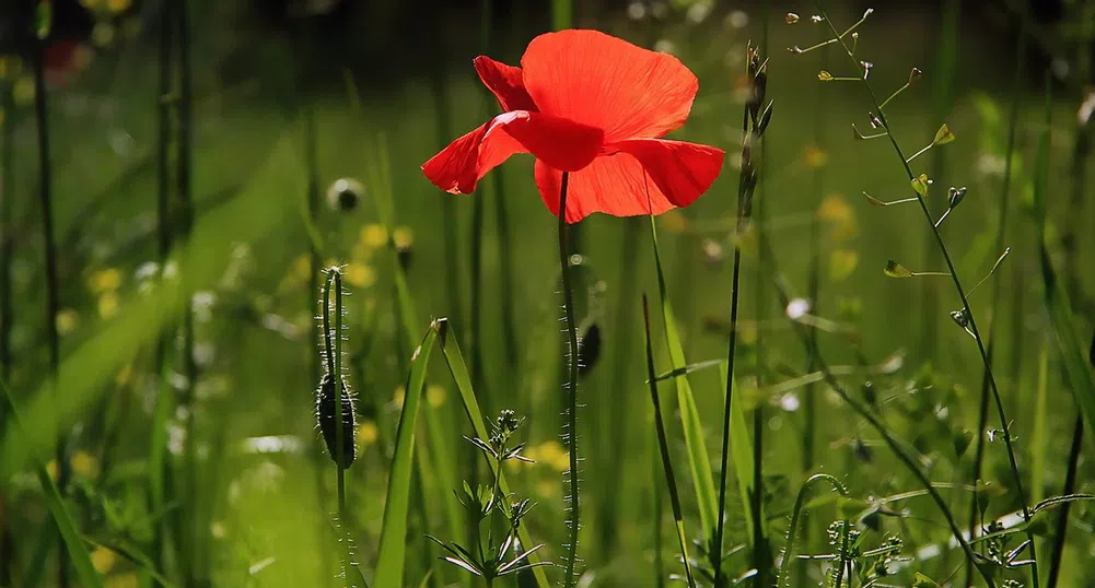 Опасни горещини. Жълт код за цялата страна и днес