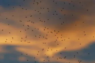 Надхитрете комарите с четири противни за тях аромата