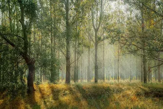 Все повече хора искат държавата да купи горските им имоти