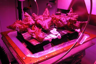 Първото отгледано в Космоса зеле ще бъде изядено днес