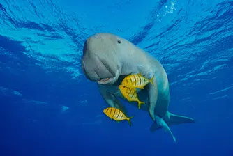 Изчезва морската трева, изчезват и те. Тъжната история на дюгоните