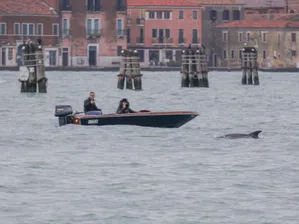 Хората – а не делфинът Мимо – имат нужда от контрол във Венецианската лагуна, казват учени