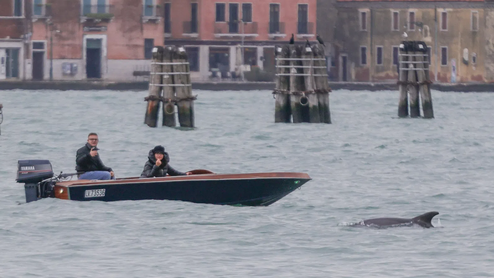 Хората – а не делфинът Мимо – имат нужда от контрол във Венецианската лагуна, казват учени